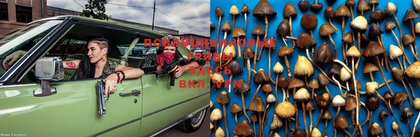 PSILOCYBIN Богородицк